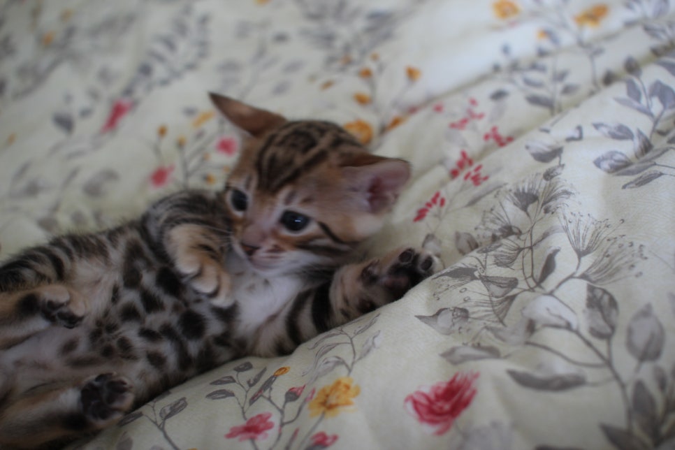 빅로젯이 이쁜 브라운 뱅갈고양이 남아 분양해요~ 관련 이미지 6