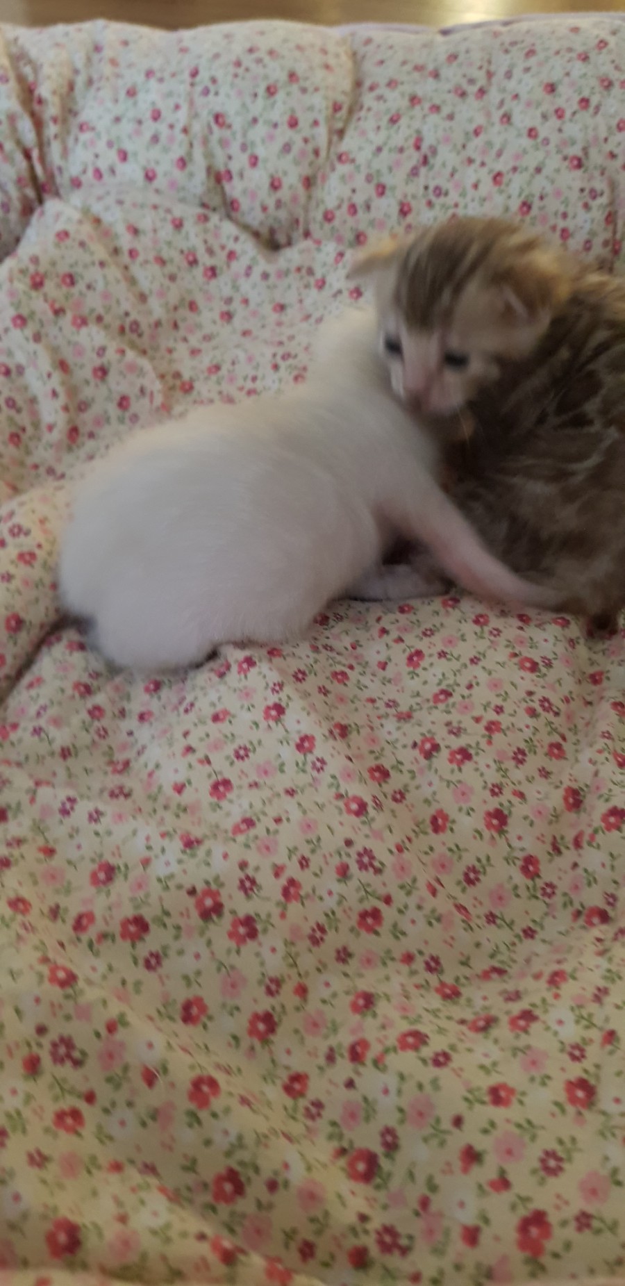 스노우뱅갈고양이 꼬맹이들 😍😍😍 관련 이미지 7