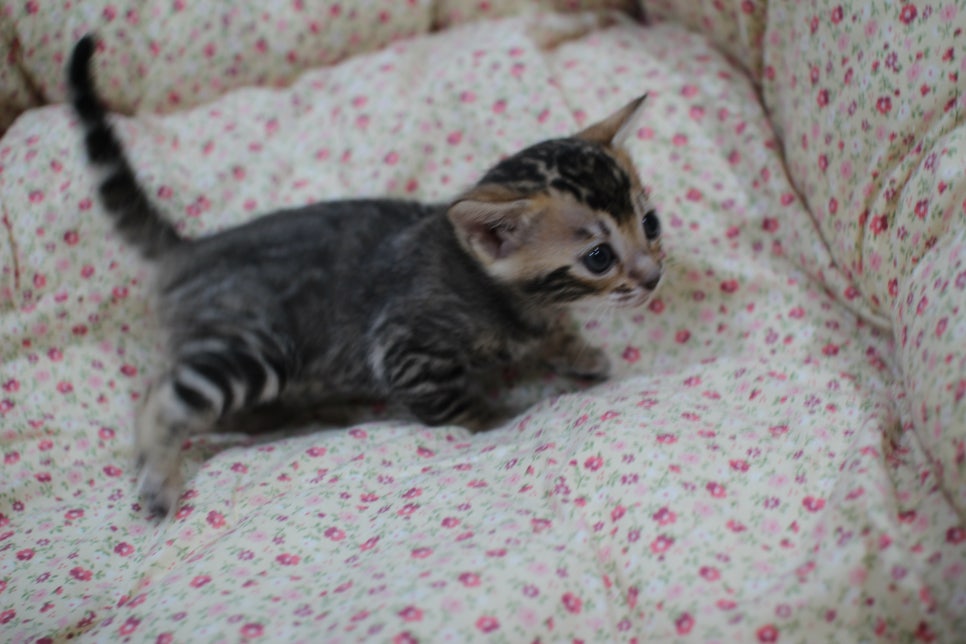 하루가 다르게 쑥쑥 크고 있는 뱅갈고양이 여아예요~ 관련 이미지 4