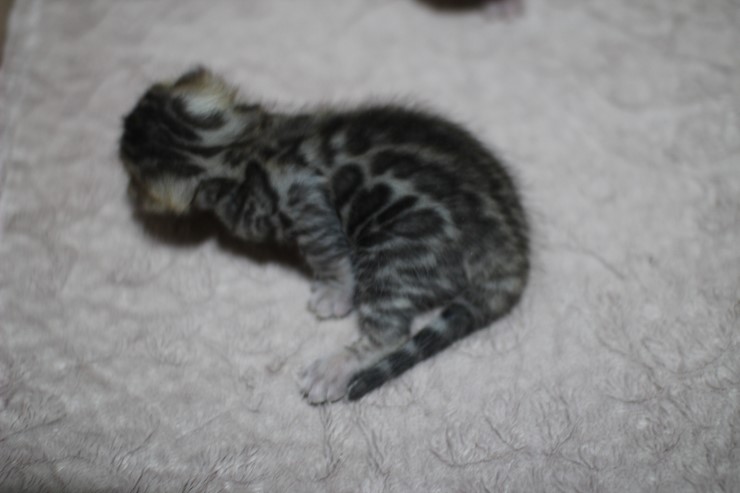 뱅갈고양이 자매 오늘 모습 입니다~ 관련 이미지 4