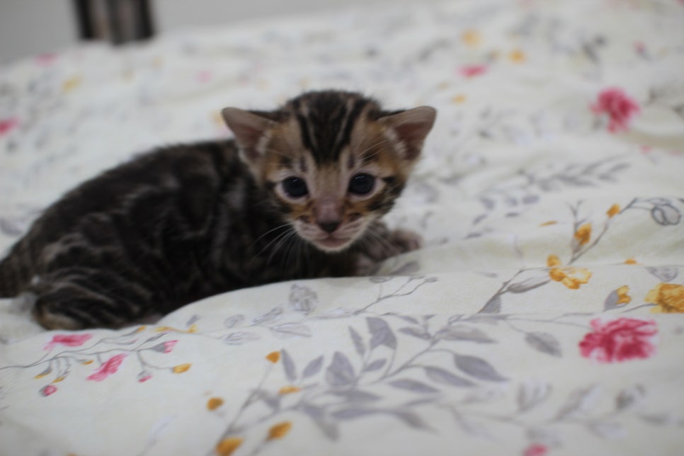 빅로젯이 멋진 미남 뱅갈고양이 남아 분양해요~ 관련 이미지 3