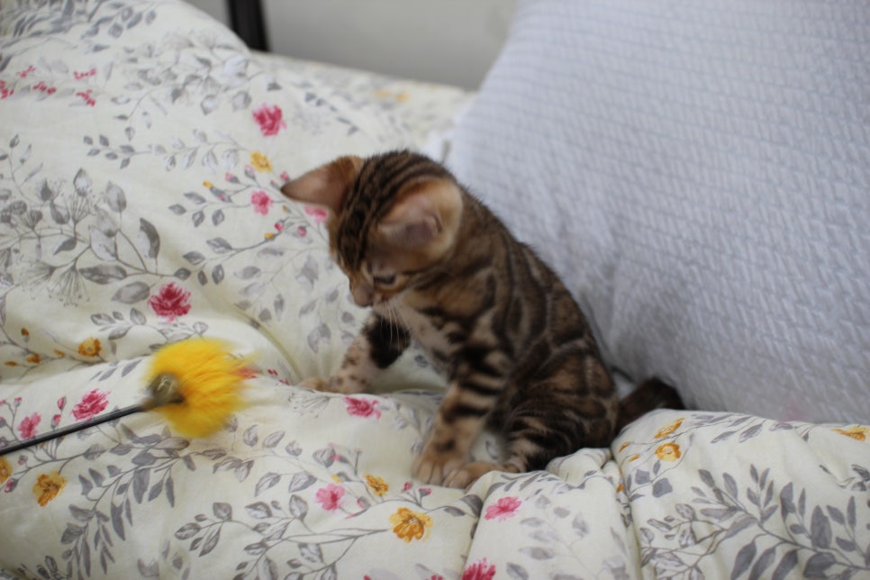 순종적인 성격에 브라운 뱅갈고양이 남아 분양해요~ 관련 이미지 14