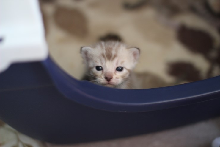 실밍크 스노우뱅갈고양이 분양 천사냥이 4남매 관련 이미지 7