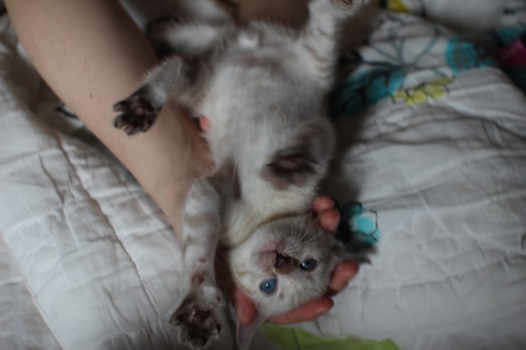 개냥이가 되어가는 실링스 뱅갈고양이 남아예요~ 관련 이미지 1