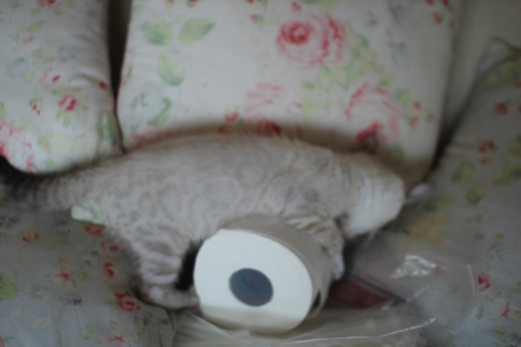 말썽꾸러기 스노우 뱅갈고양이 꼬맹이들 입니다~ 관련 이미지 1