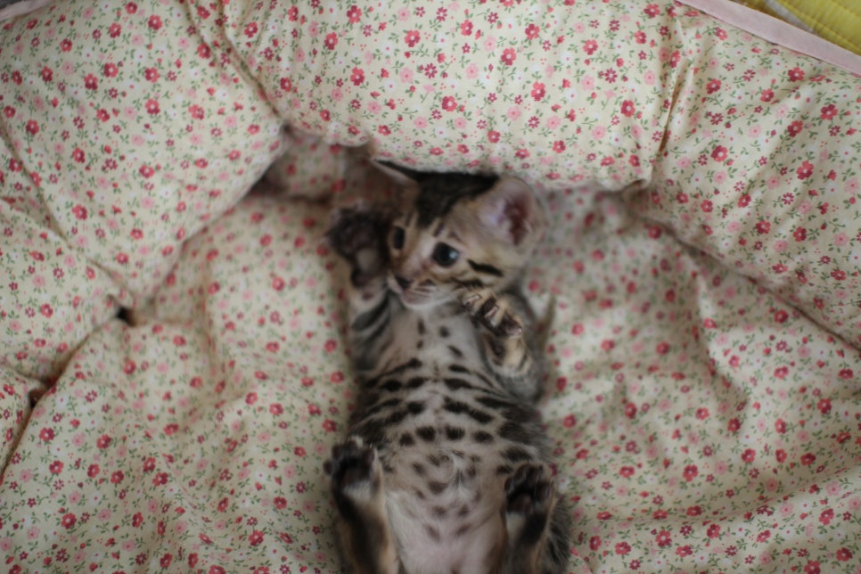 뱅갈고양이 여아1 분양해요~ 관련 이미지 7