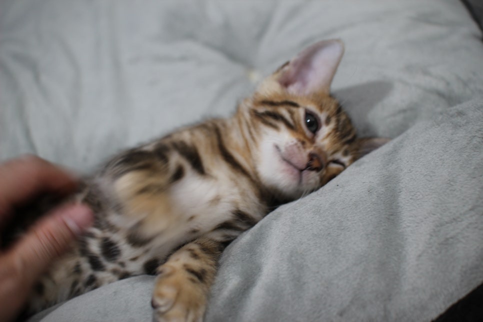 애교냥이 순둥이 분양해요~ 관련 이미지 5