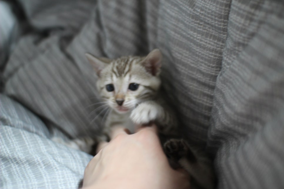 포동포동 귀여운 돼지 실밍크뱅갈고양이 여아예요~ 관련 이미지 7