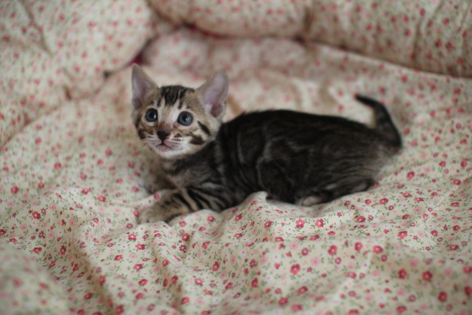 뱅갈고양이 여아1 분양해요~ 관련 이미지 3