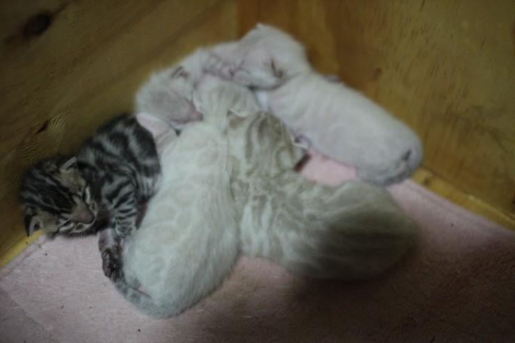 스노우,브라운 뱅갈고양이 꼬물이 5남매예요~ 관련 이미지 1