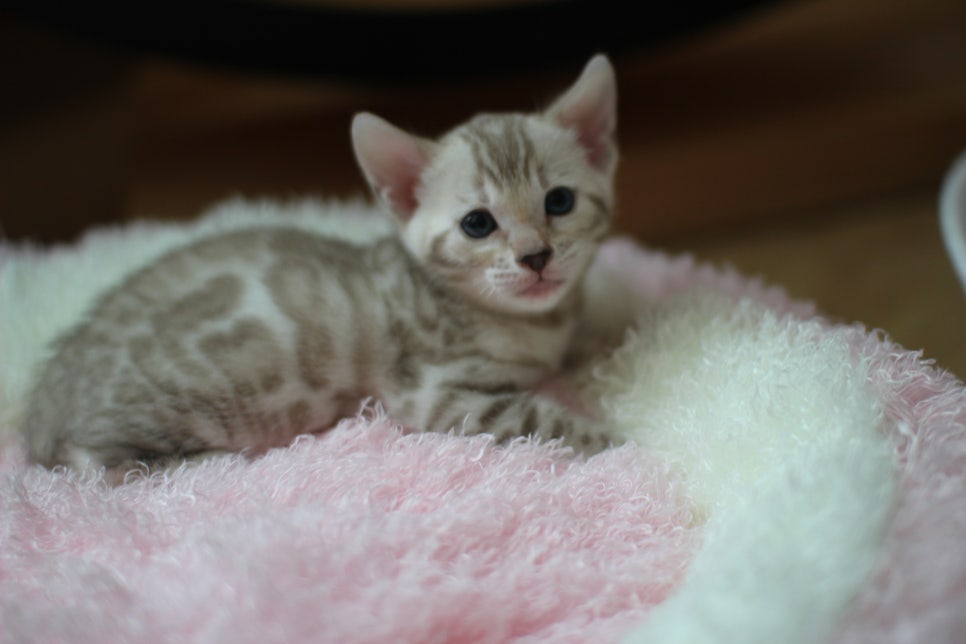 실밍크 뱅갈고양이 여아와 브라운 뱅갈고양이 남아예요~ 관련 이미지 5