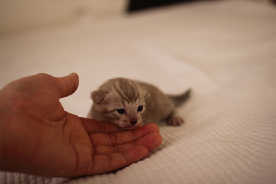 고퀄리티 스노우뱅갈고양이 아이들 분양합니다~ 관련 이미지 11