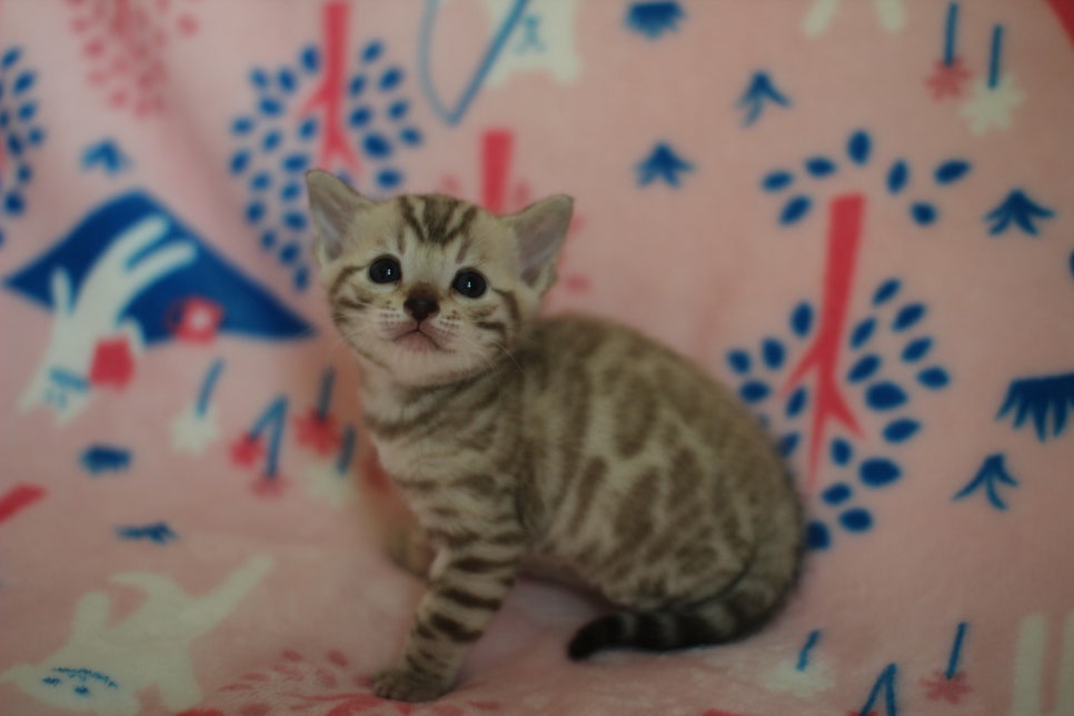 스노우뱅갈고양이 분양은 소유가 최고지! 관련 이미지 6