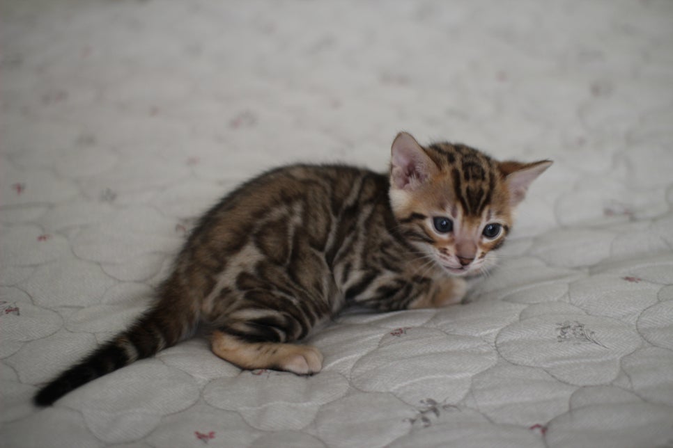 빅로젯이 멋진 뱅갈고양이 남아 분양해요~ 관련 이미지 7