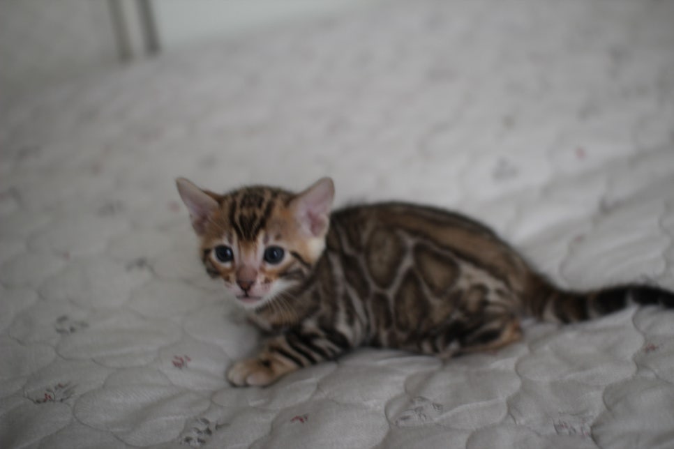 빅로젯이 멋진 뱅갈고양이 남아 분양해요~ 관련 이미지 2