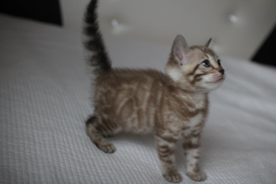 뱅갈고양이분양 고민하지 마세요! 관련 이미지 11