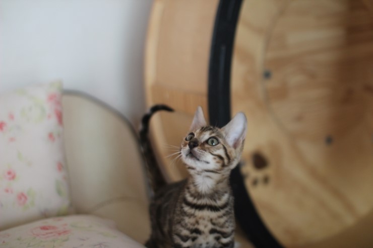 멋지게 성장중인 브라운 뱅갈고양이 남아예요. 관련 이미지 5