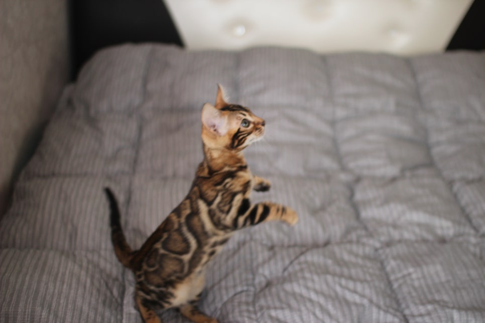 뱅갈고양이 장군이 분양 합니다 (오늘 모습) 관련 이미지 10