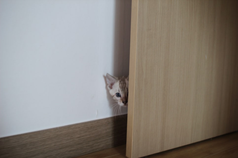 스노우뱅갈고양이 킹군이 숨바꼭질 놀이중 관련 이미지 3