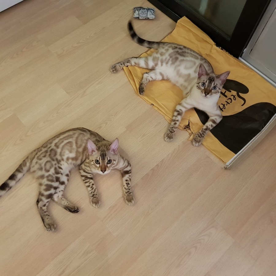 스노우뱅갈고양이 형제예요~ 관련 이미지 1