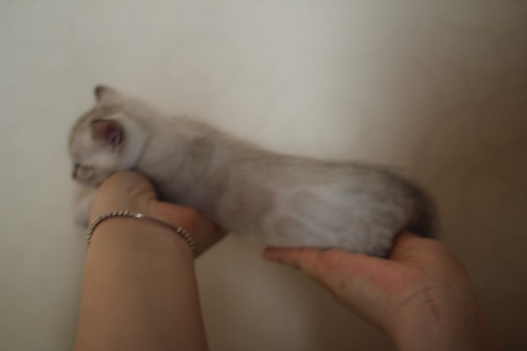 뱅갈고양이 분양 그냥 지나칠수 없을걸? 관련 이미지 24