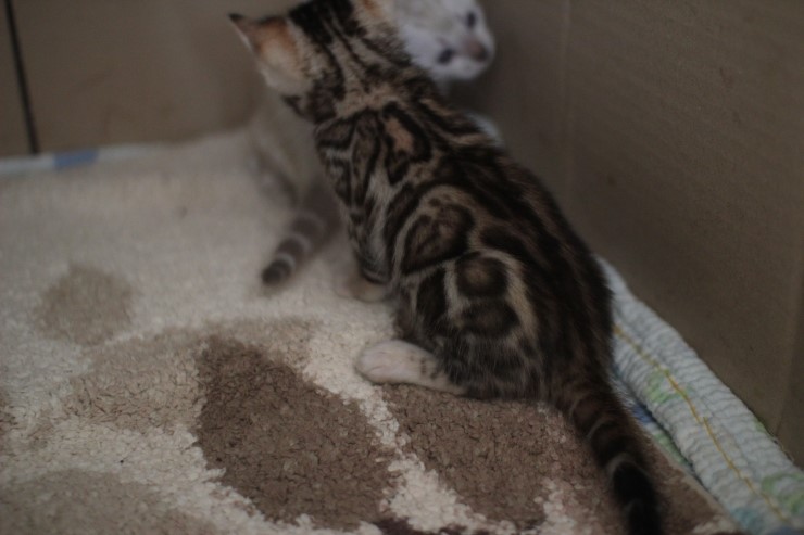 뱅갈고양이 예약된 여아예요~ 관련 이미지 1