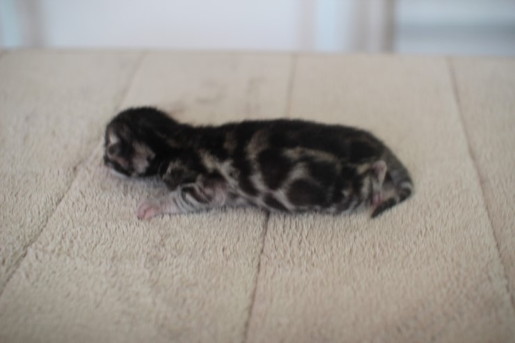 실버 뱅갈고양이 남아 삼총사 보시러 오세요^^ 관련 이미지 7