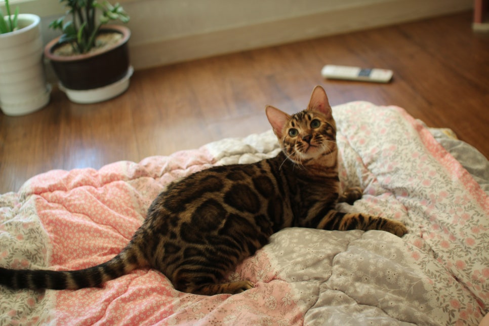 완전완전 개냥이 건강한 근육질 뱅갈고양이 남아 분양해요~ 관련 이미지 4