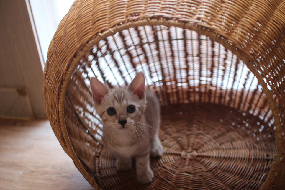 뱅갈고양이분양 진정한 개냥이란 관련 이미지 18