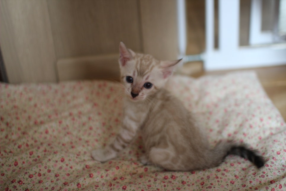 스노우뱅갈고양이 여아 분양해요~ 관련 이미지 8