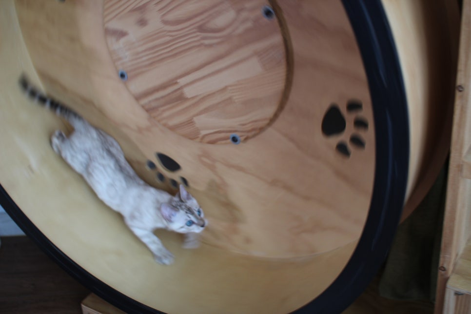 분양중인 스노우뱅갈고양이 남매예요~ 관련 이미지 12