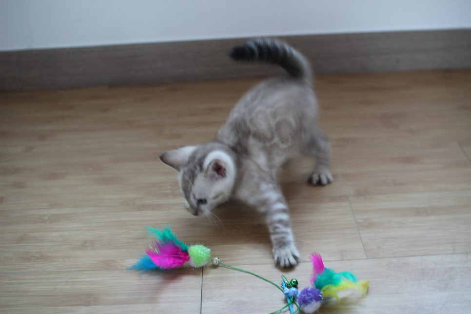 스노우뱅갈고양이 꼬맹이 신났네 신났어 관련 이미지 14