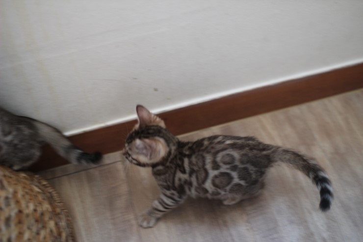 뱅갈고양이 꼬맹이들 사진이예요~ 관련 이미지 7