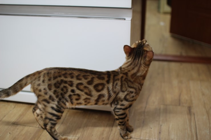 레이녀석 호기심이 부쩍 많아진듯 ㅎㅎ 관련 이미지 3