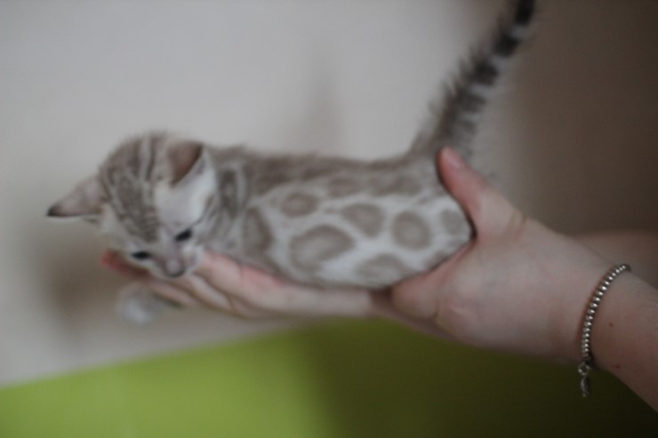 뱅갈고양이 분양 그냥 지나칠수 없을걸? 관련 이미지 35