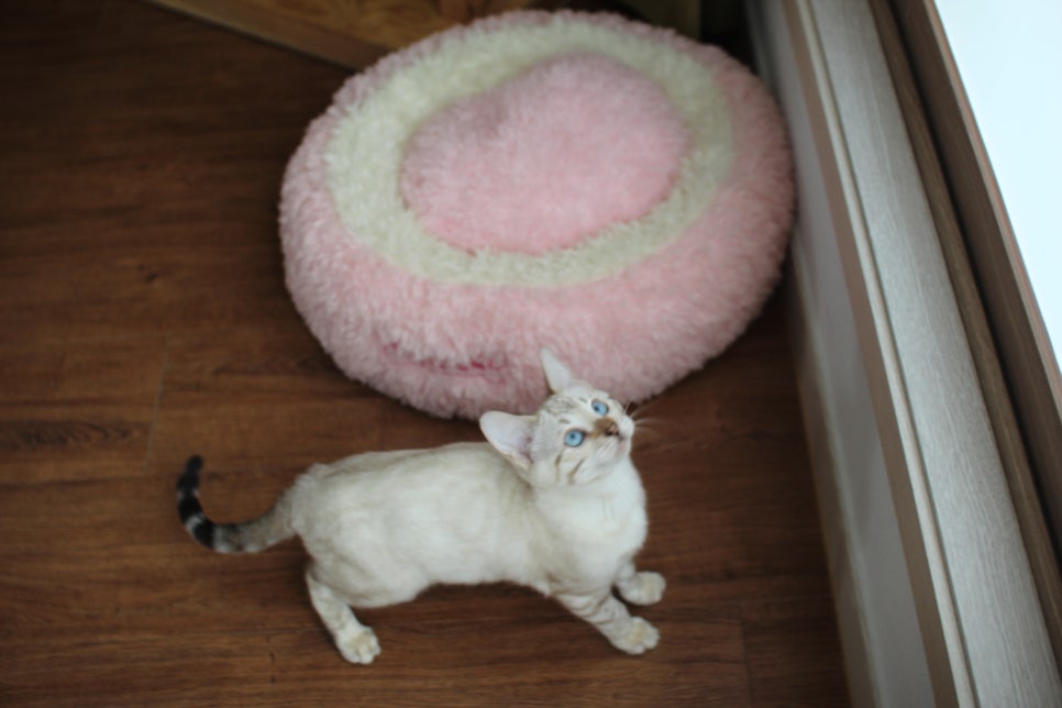 골골송 대마왕 스노우뱅갈고양이 여아 분양해요~ 관련 이미지 1