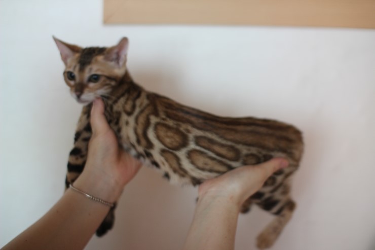 붉은빛이 감도는 뱅갈고양이 키퍼여아 세라 입니다 관련 이미지 5