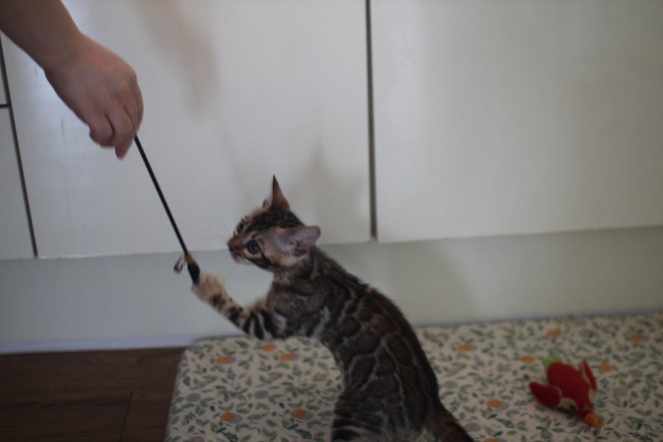 브라운,스노우 뱅갈고양이 여아들 분양해요~ 관련 이미지 6