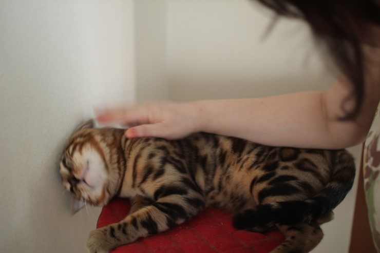 [뱅갈고양이] 소유캐터리에 종묘인 뱅갈고양이 장고예요~ 관련 이미지 8