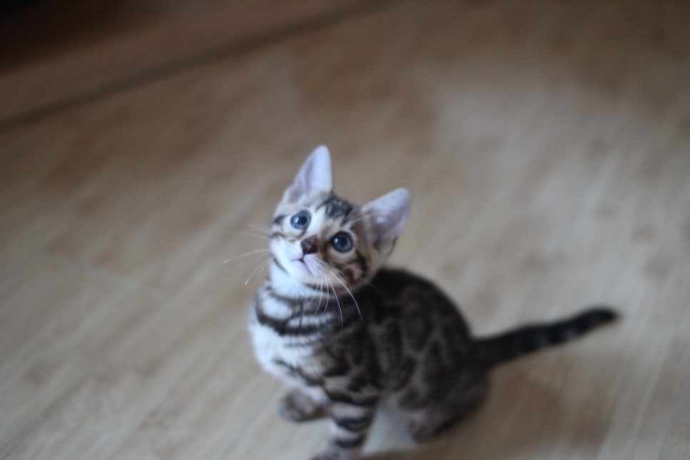 뱅갈고양이분양 부티가 넘치는 아이들 관련 이미지 11