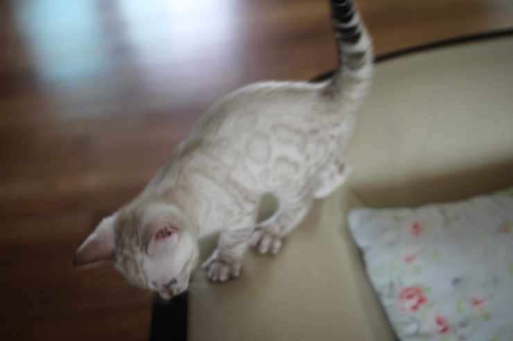 건강히 성장중인 뱅갈고양이 꼬맹이들~ 관련 이미지 4