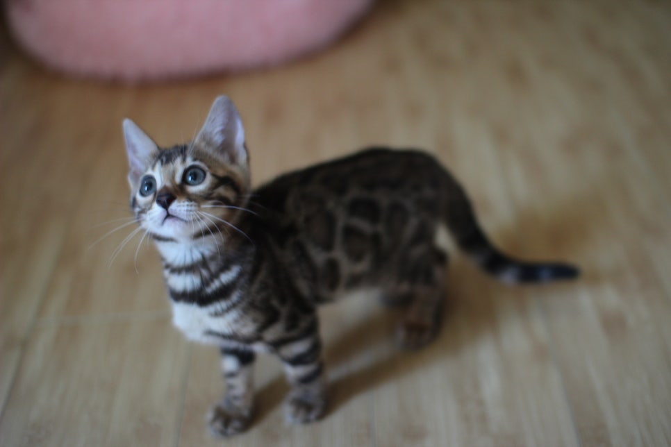 뱅갈고양이 실밍크,브라운 여아예요~ 관련 이미지 7