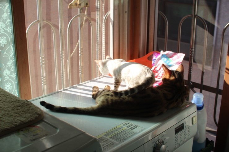 뱅갈고양이,뱅갈고양이 분양,닭고기는 마니커~~~ 관련 이미지 1