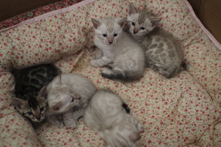 뱅갈고양이 5남매 단체샷 입니다~ 관련 이미지 5