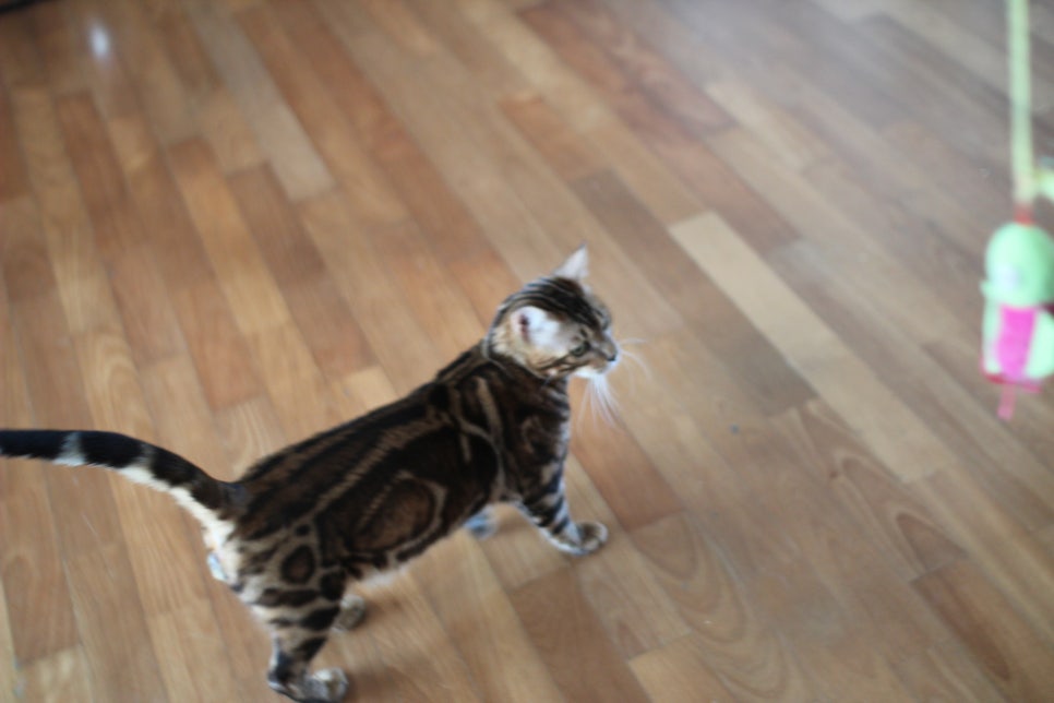 소유뱅갈캐터리 새로운 종묘가 될 남아 입니다~ 관련 이미지 4