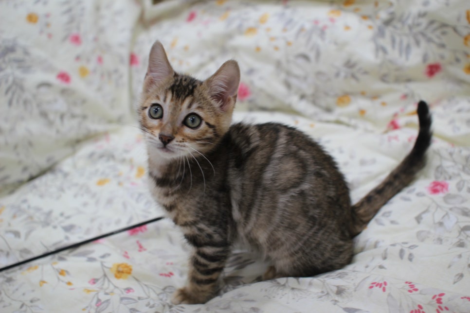 포동포동 개냥이 뱅갈고양이 분양해요~ 관련 이미지 1