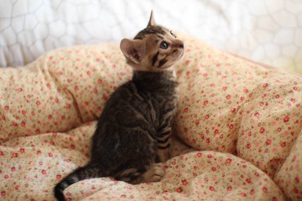 브라운 여아1 분양합니다~ 관련 이미지 3