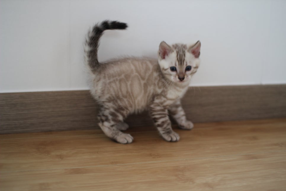 실밍크 뱅갈고양이 키퍼 남아 완전 말썽꾸러기 관련 이미지 4