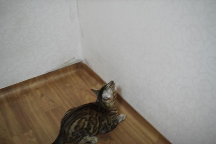 뱅갈고양이 장고 꿩털 낚시대에 푹 빠졌습니다~ 관련 이미지 5