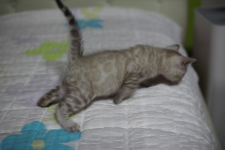 실링스 스노우 뱅갈고양이 남아예요~ 관련 이미지 1